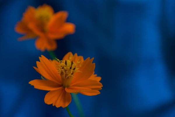 Оранжевые и голубые цветы