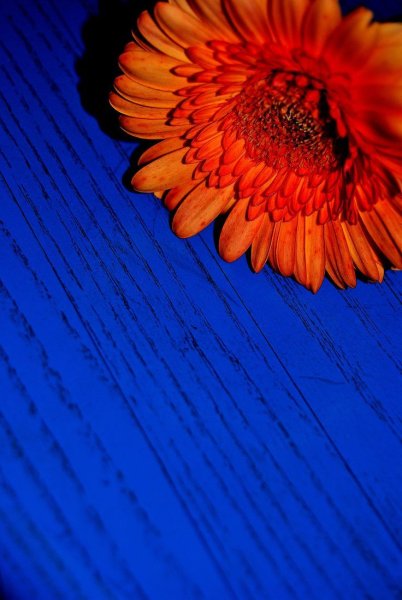 Оранжевый цветок на голубом фоне