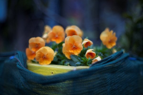 Весенние цветы оранжевого цвета
