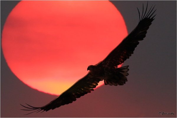 Орел летит на фоне солнца