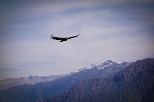 Орел в горах