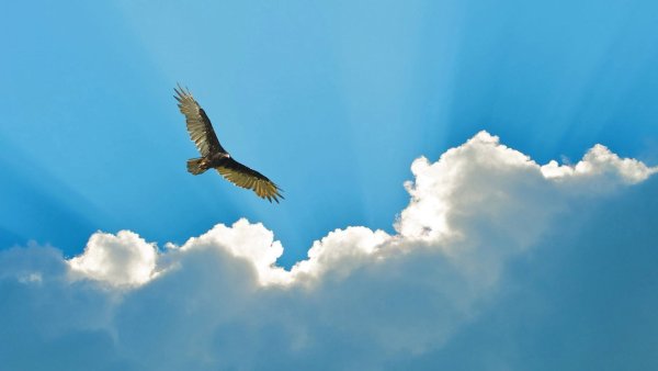 Орел парящий в небе