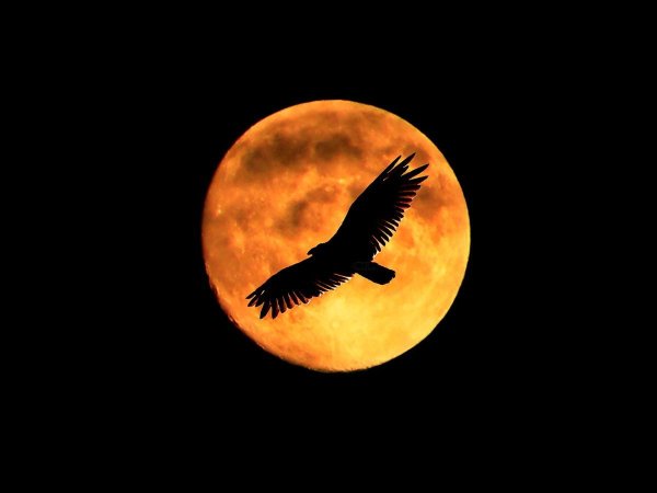 Орел на фоне Луны