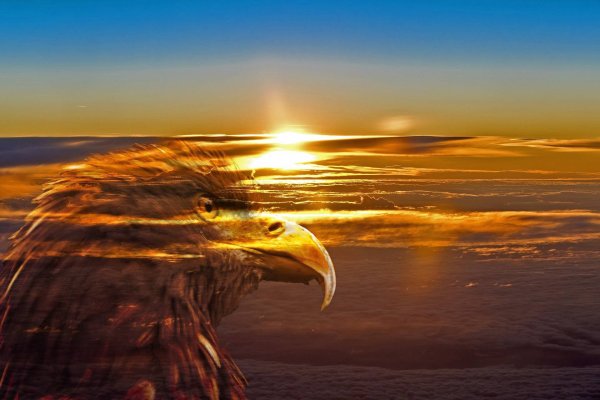 Орел на фоне солнца и гор