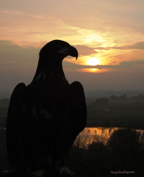 Орел на фоне заката