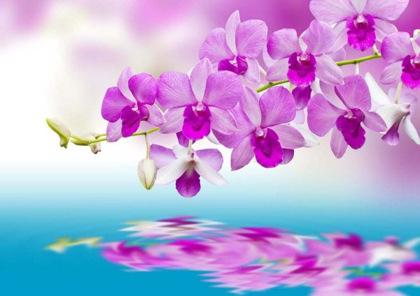 Орхидея на фоне воды