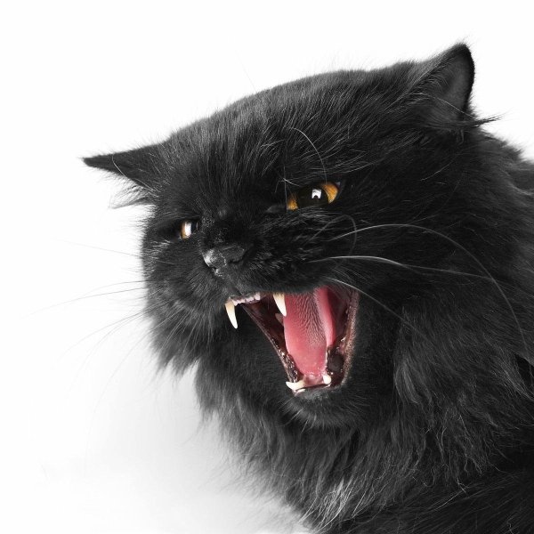 Черный кот агрессивный