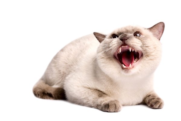 Злой кот на белом фоне