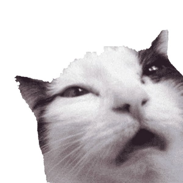 Кот Мем на прозрачном фоне