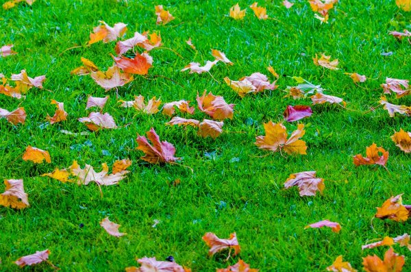 Листья на газоне