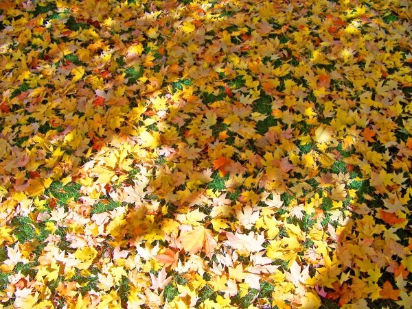 Много листьев