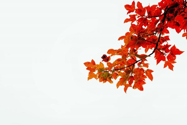 Осенняя ветка на прозрачном фоне