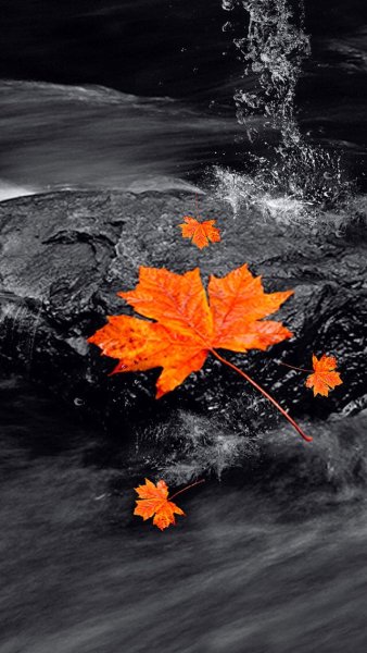 Осень на черном фоне картины