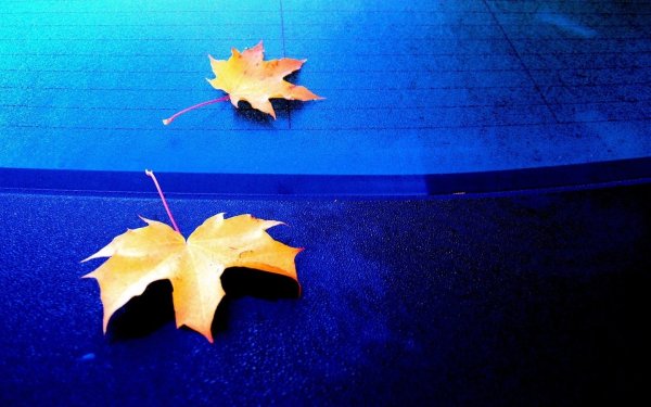 Синий фон с листьями
