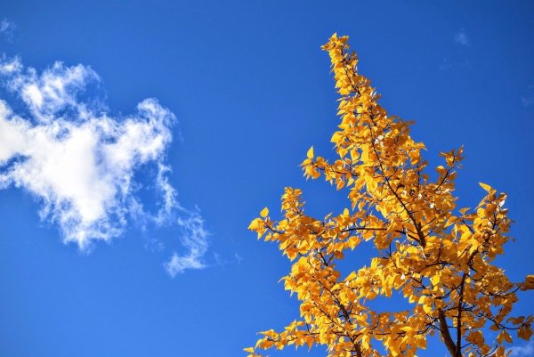 Осень голубое небо