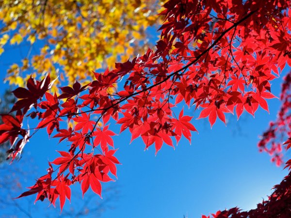 Осень на фоне голубого неба
