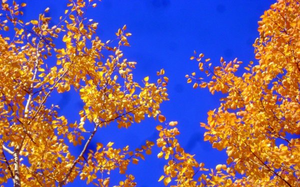 Желтые листья на голубом небе