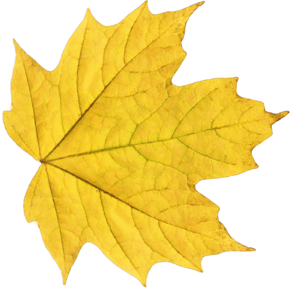Желтый кленовый листок