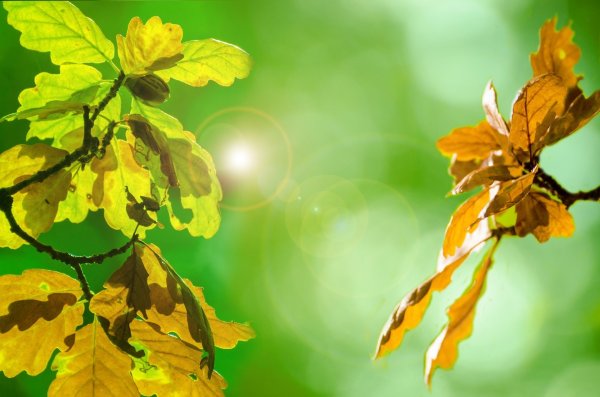 Осень желто зеленые листья