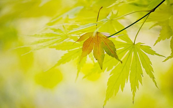 Осенние листья на зеленом фоне