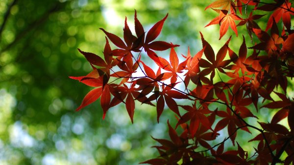 Лист японского клена красный
