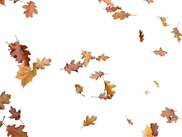 Осенняя листва на прозрачном фоне