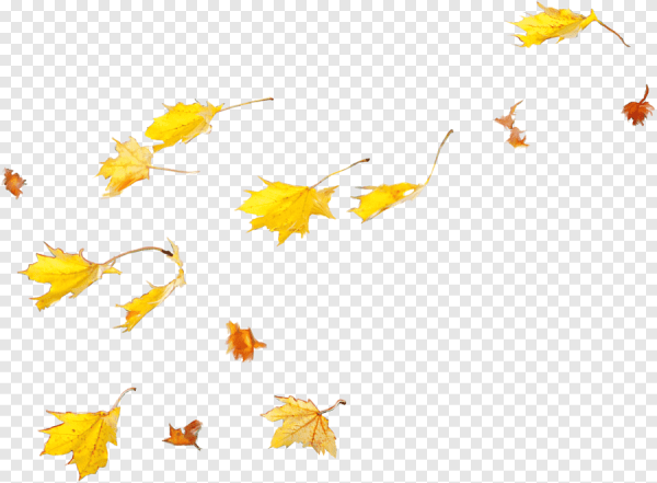 Листья на прозрачном фоне