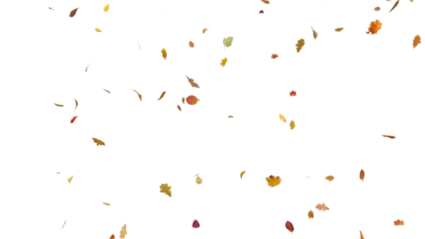 Падающие осенние листья на прозрачном фоне