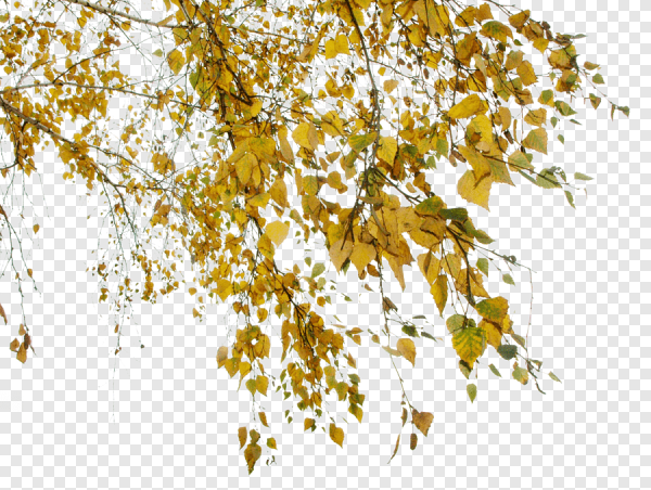 Осенние ветки на белом фоне