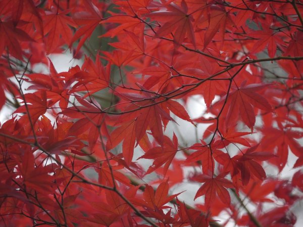 Клен с красными листьями