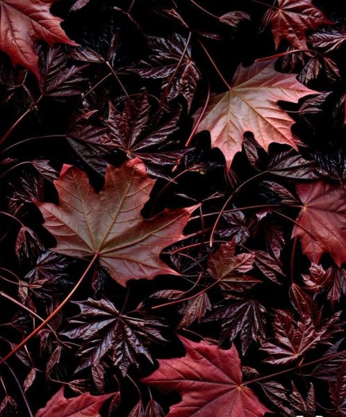 Красивые листья темные