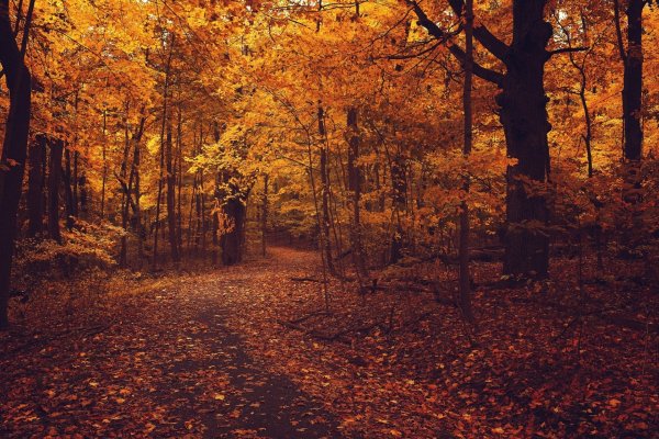 Осенний лес фон
