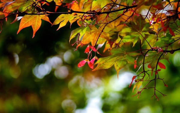 Осенний фон лес деревья