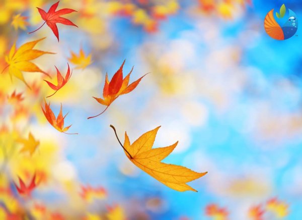 Осенний фон падающие листья клена