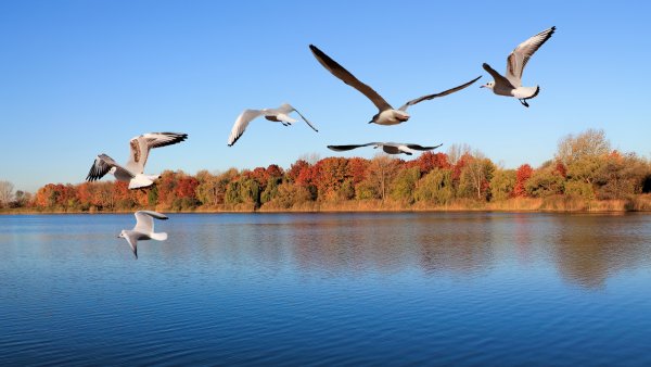 Лебеди над озером