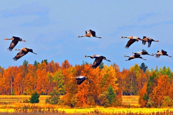 Осенью перелетные птицы улетают на Юг