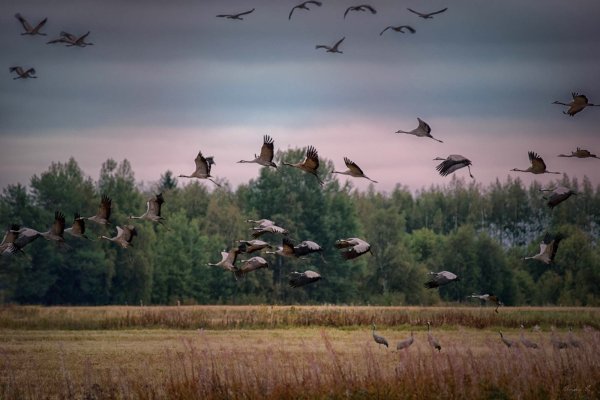 Осенью перелетные птицы улетают на Юг