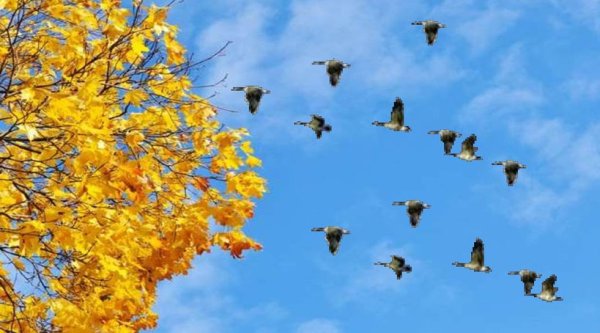Осенью птицы улетают в теплые края