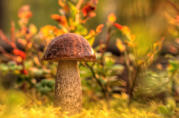 Золотая осень грибы