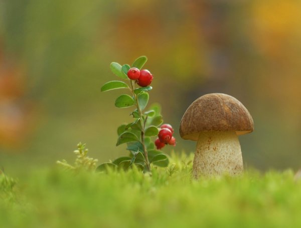 Полянка с грибами