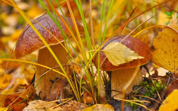 Осенний фон с грибами