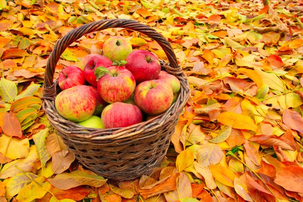 Осенний фон яблони