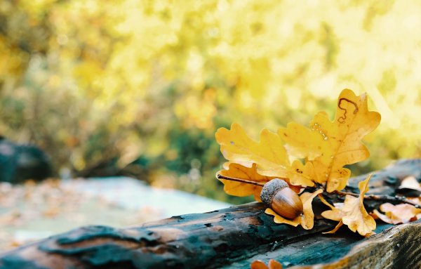 Осенние листья и желуди