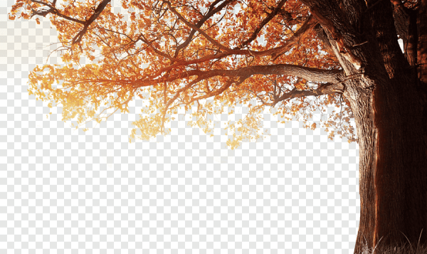 Дерево осень на прозрачном фоне
