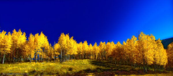 Осенний лес на фоне голубого неба