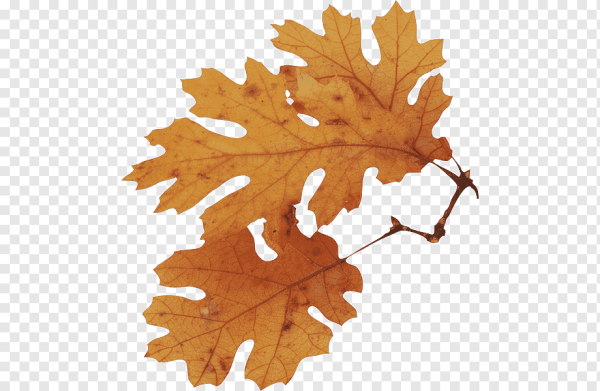 Осенний лист дуба на белом фоне