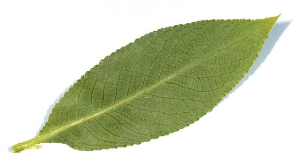 Ивовый лист