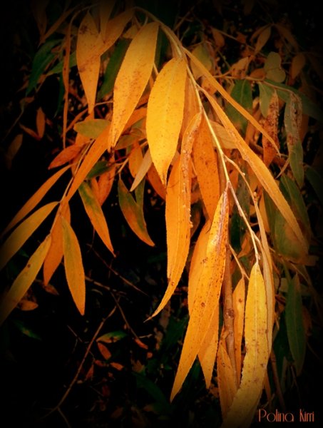 Ивовый лист осенью