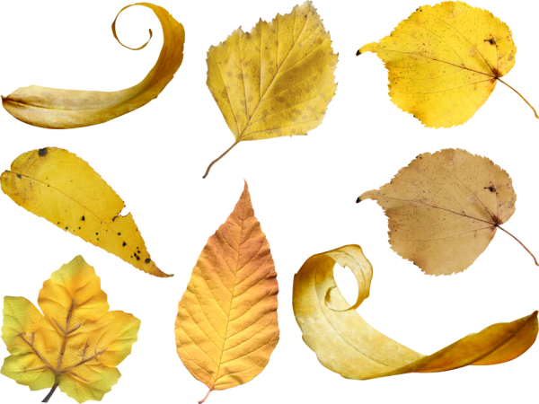 Сухие осенние листья