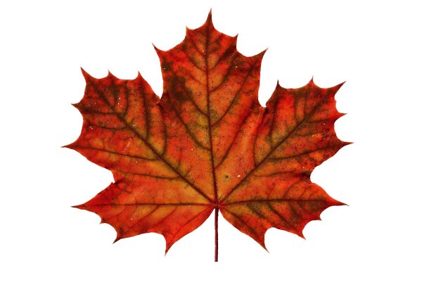 Осенний лист клена на белом фоне